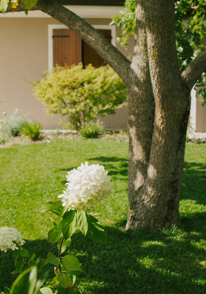 Foto delle piante e dei fiori in giardino
