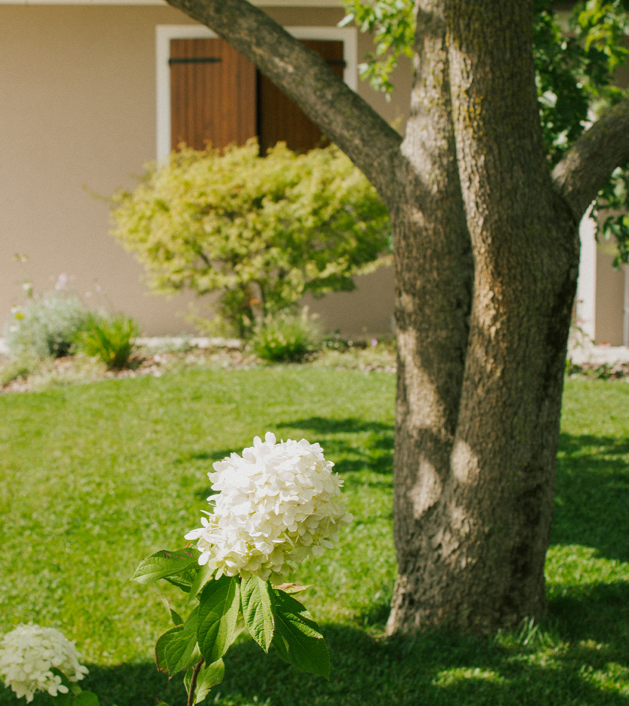 Foto del giardino e dei fiori