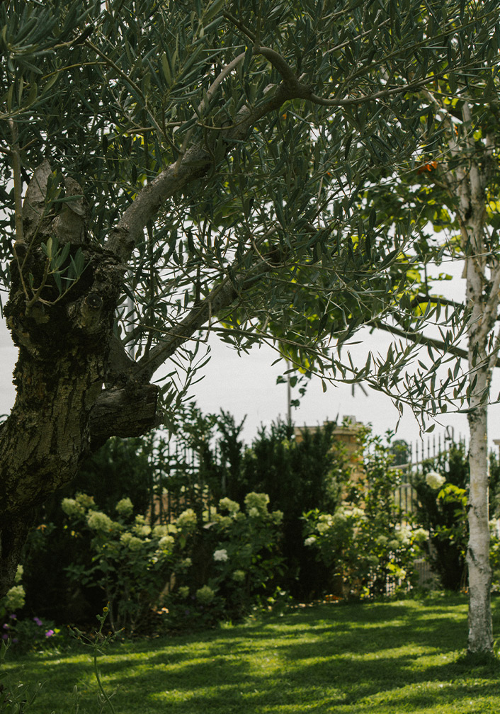 Foto delle piante in giardino