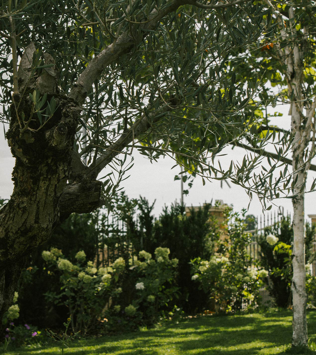 Foto del giardino