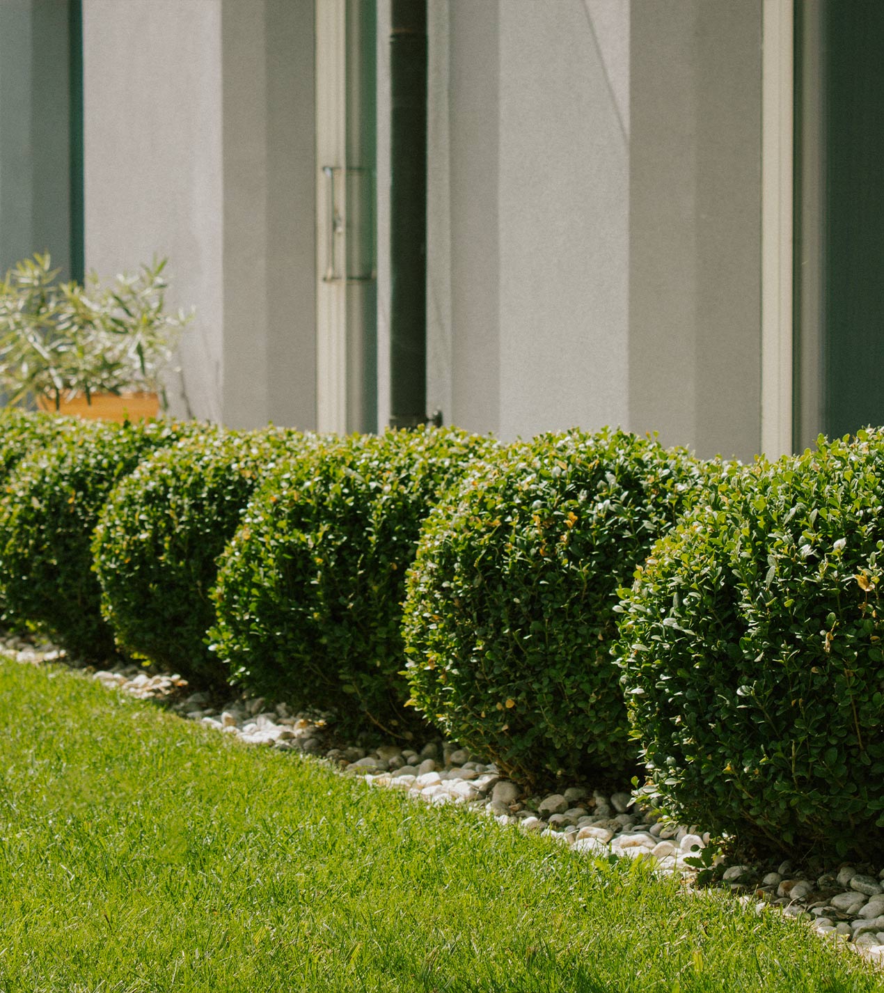 Foto del giardino