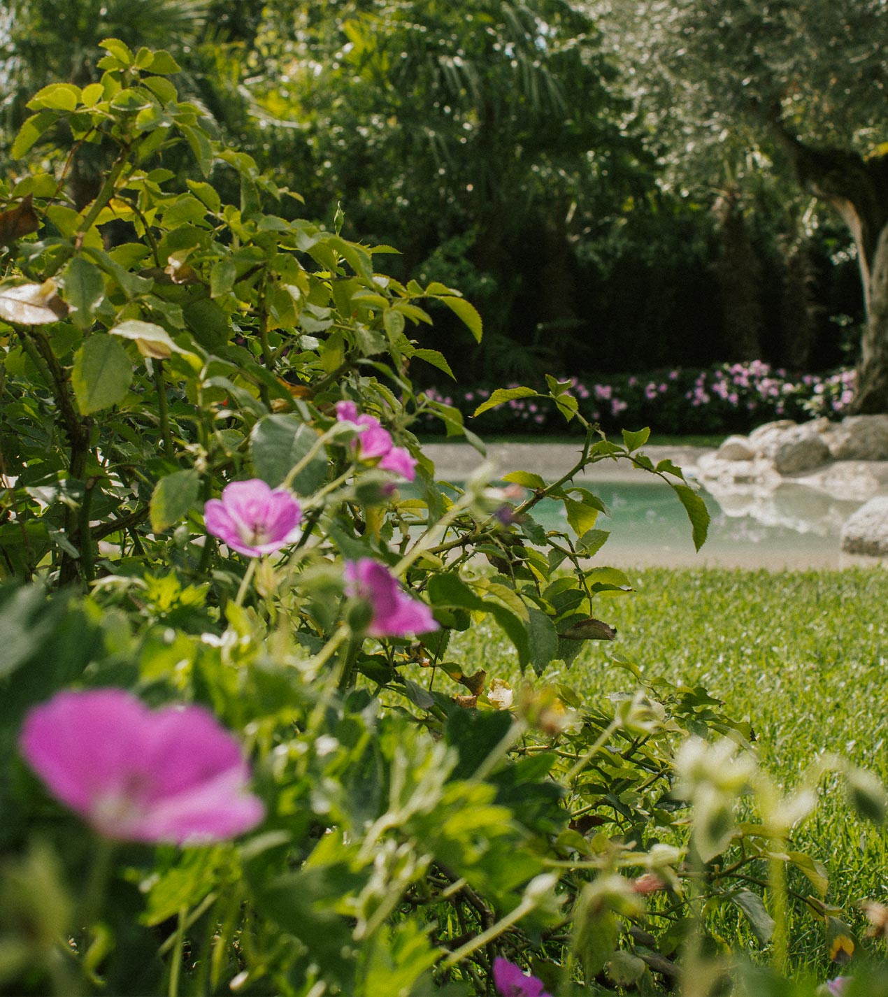 Foto del giardino