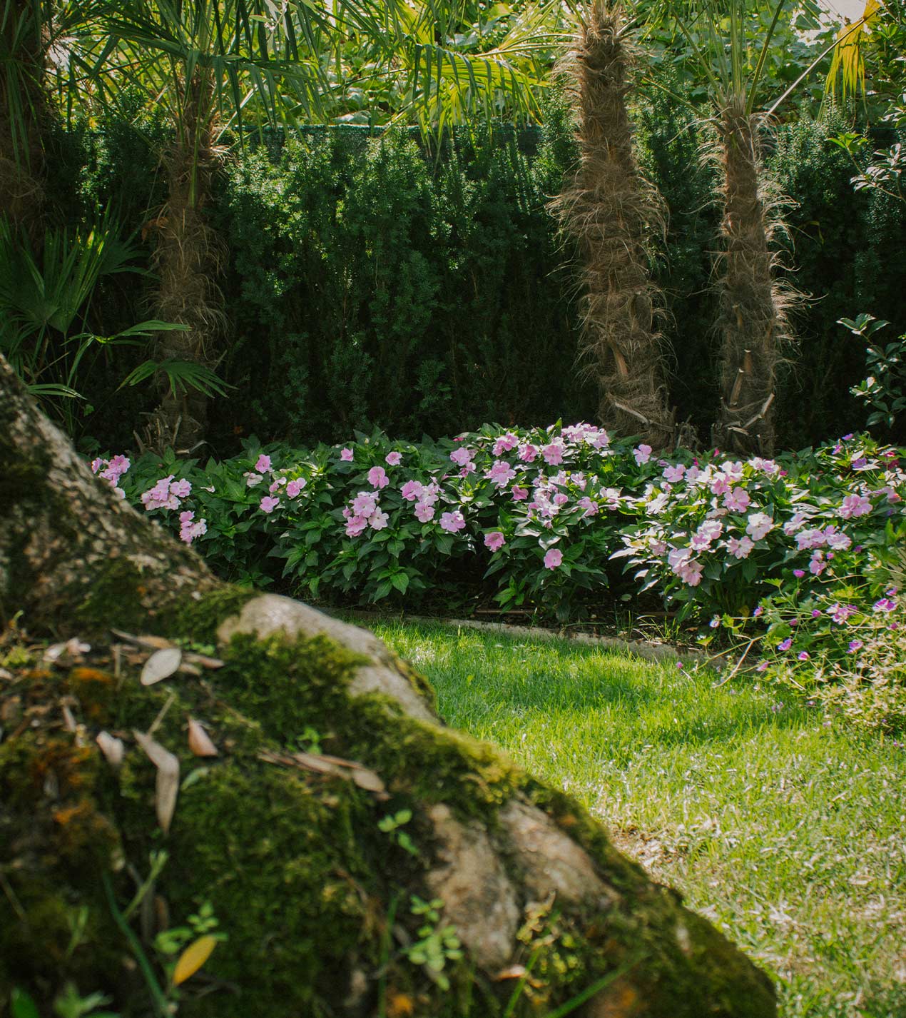 Foto del giardino