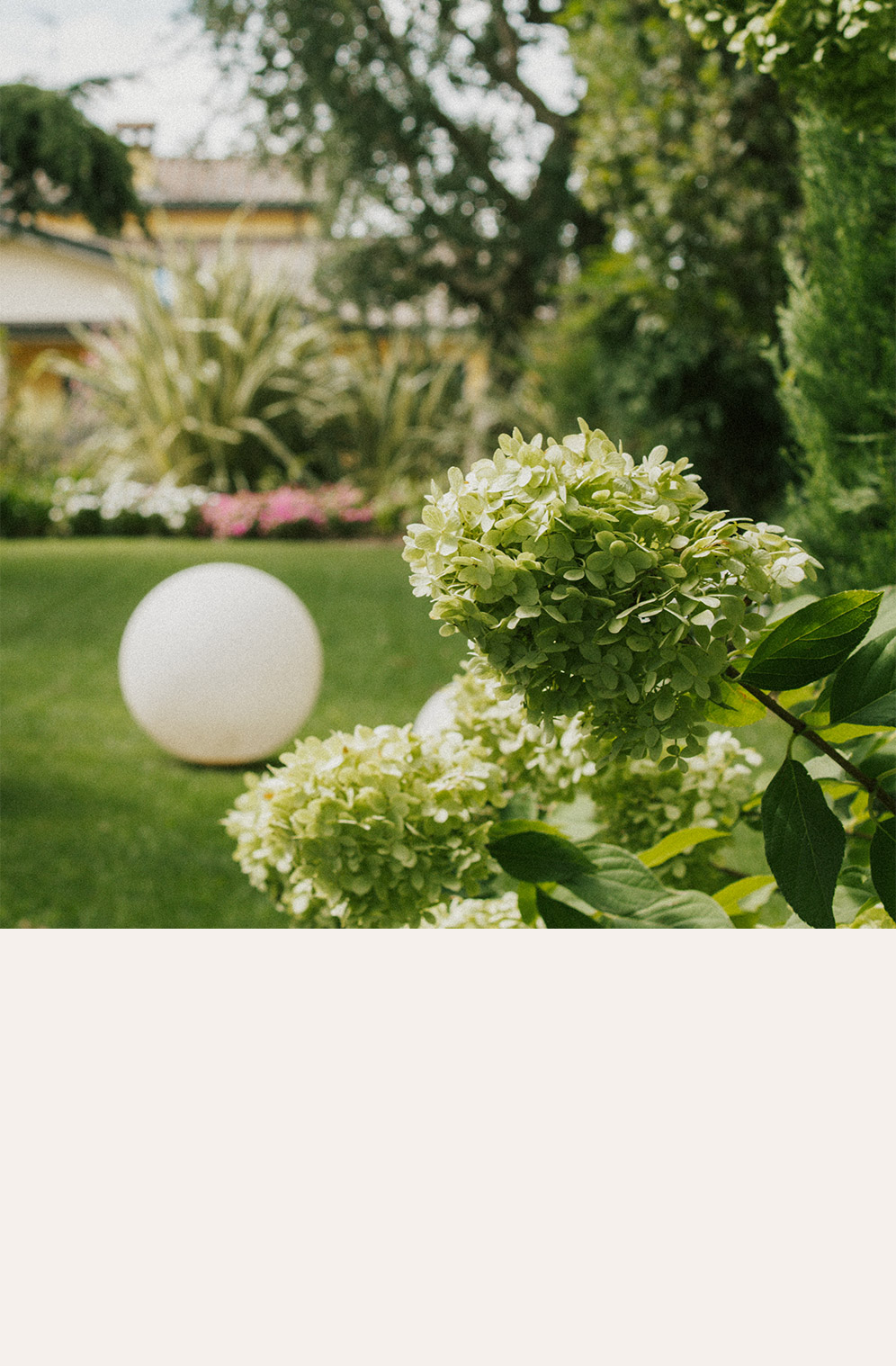 Foto dei fiori