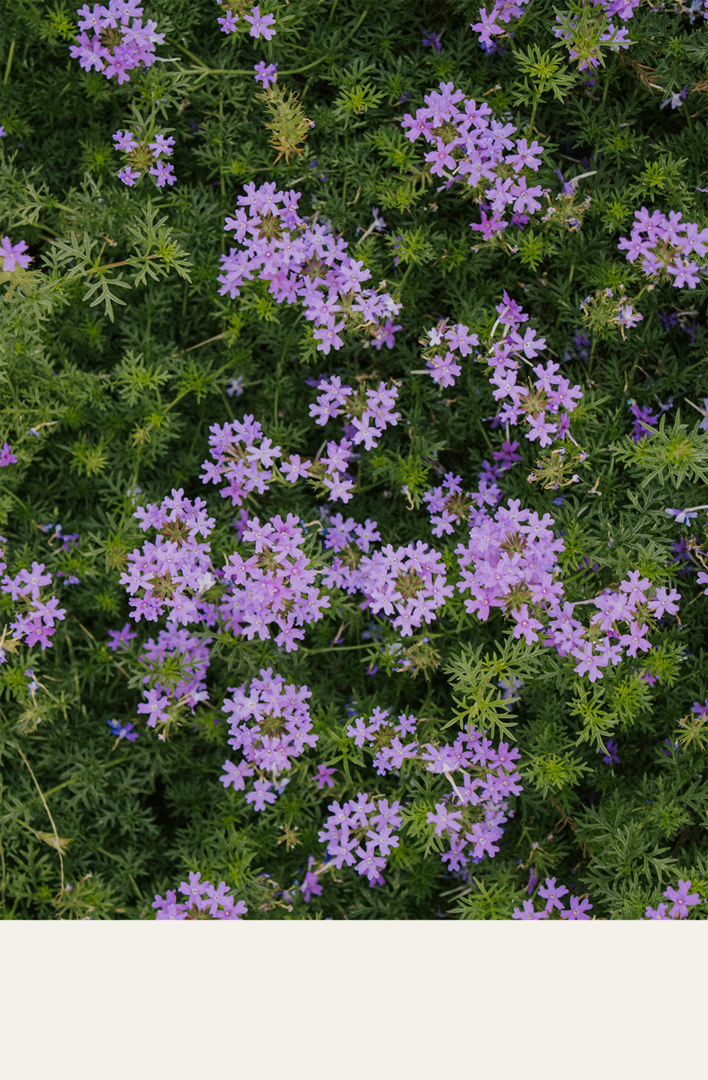 Foto dei fiori