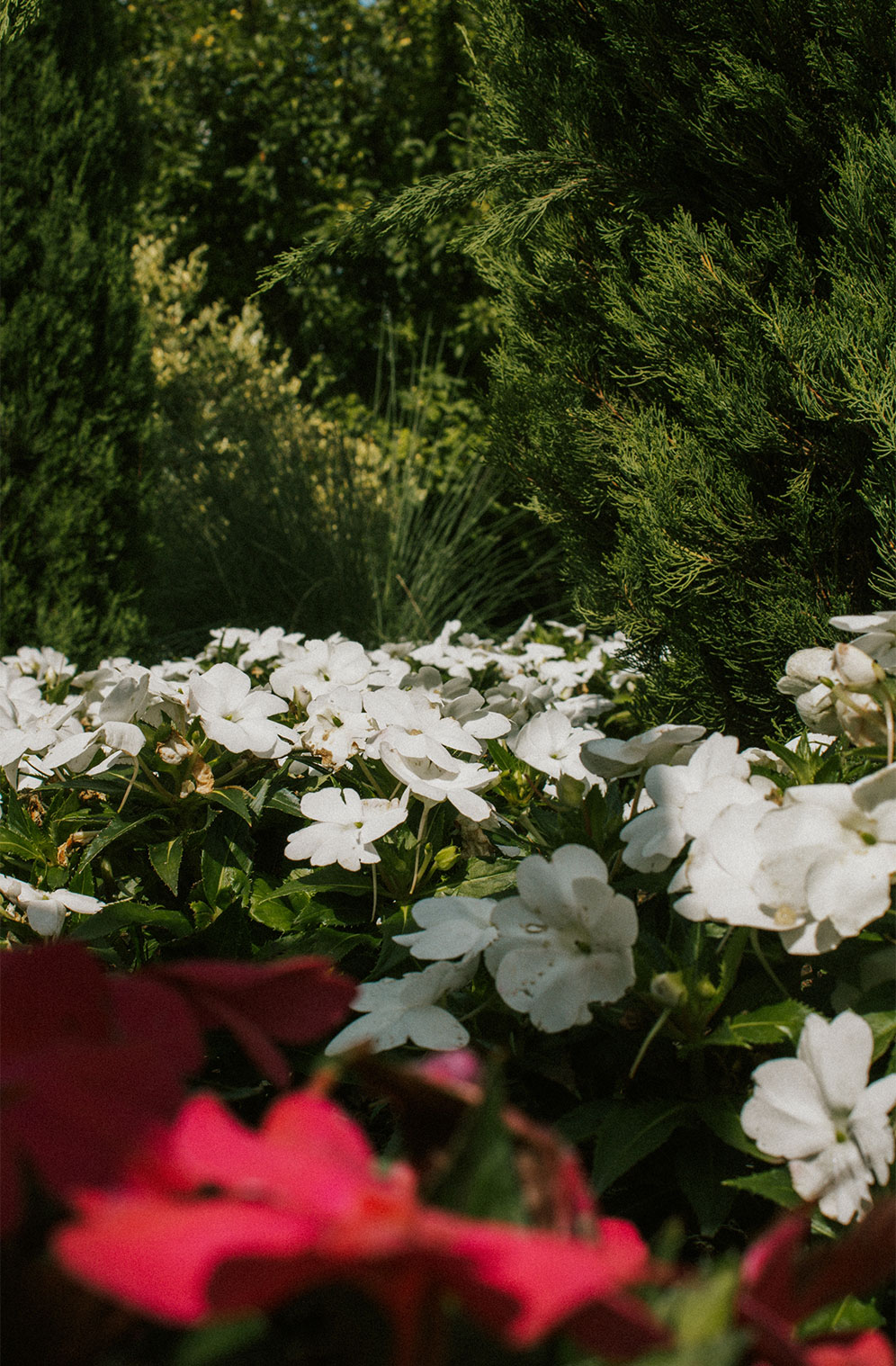 Foto dei fiori