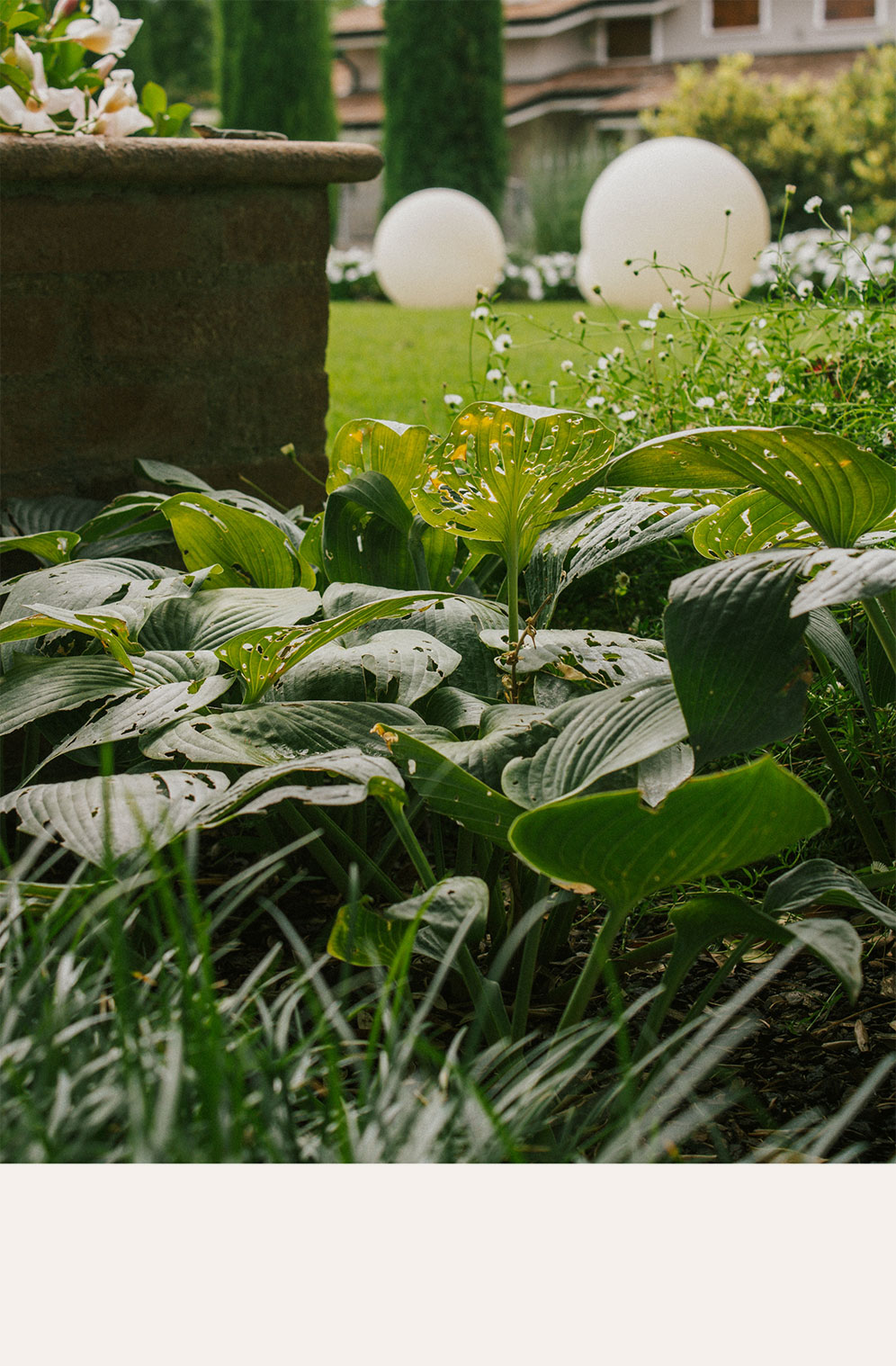 Foto del giardino