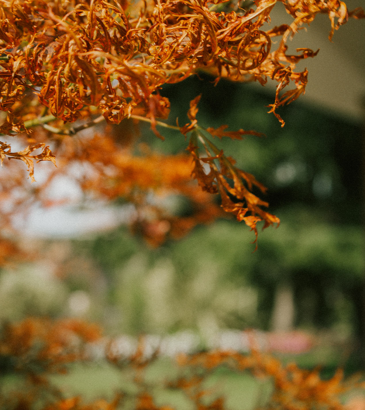 Foto del giardino