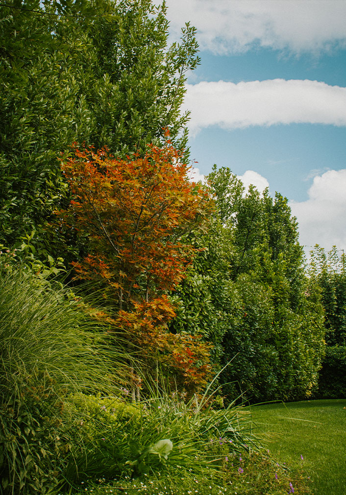 Foto del giardino