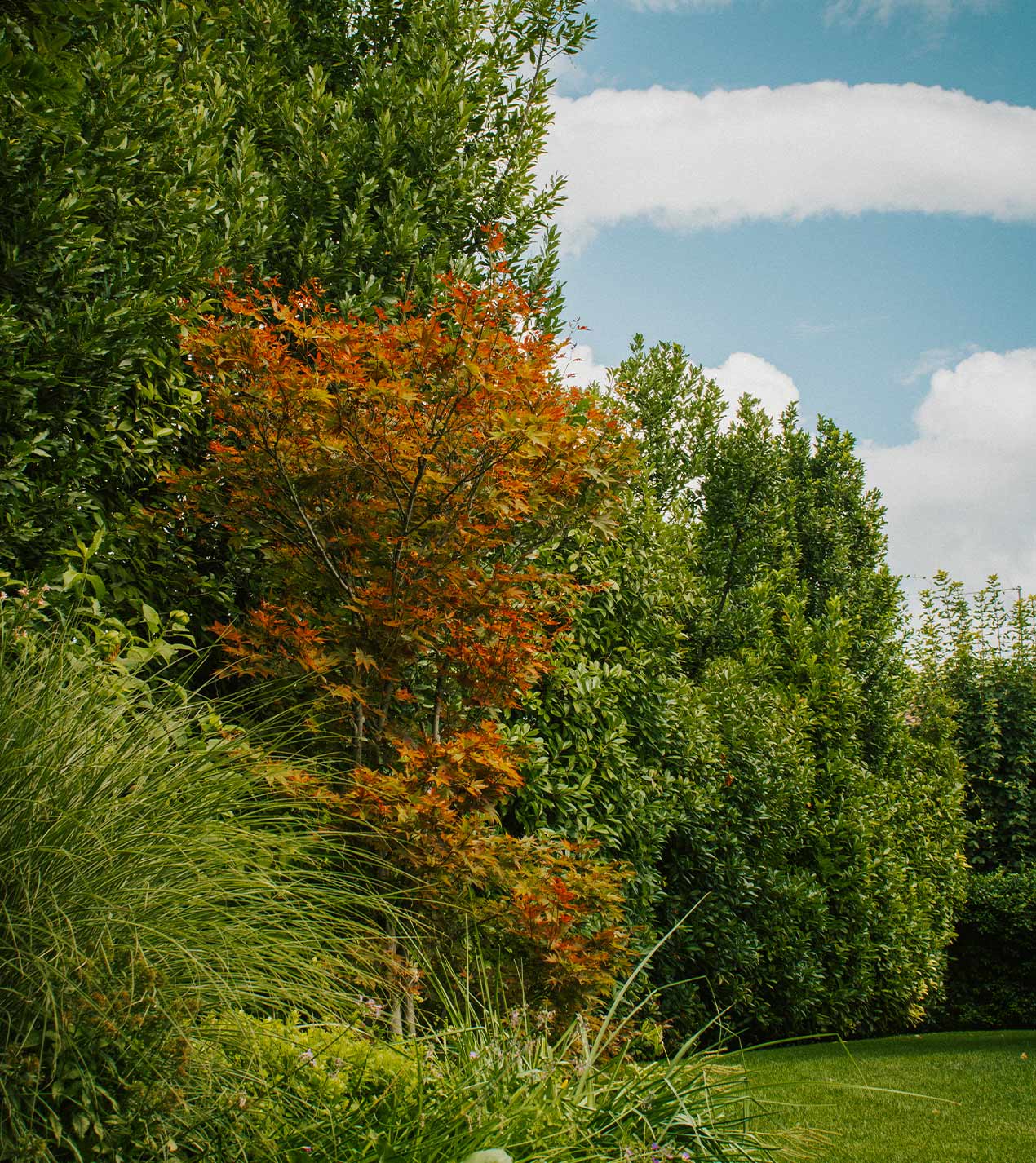 Foto del giardino