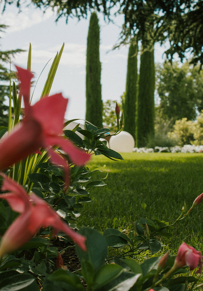 Foto dei fiori in giardino