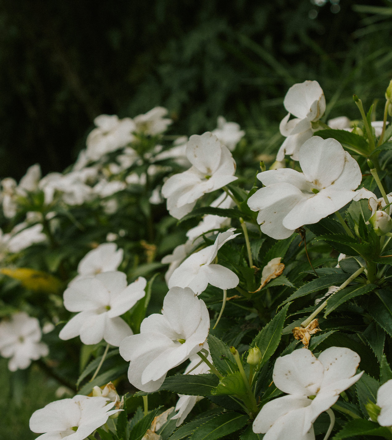 Foto dei fiori