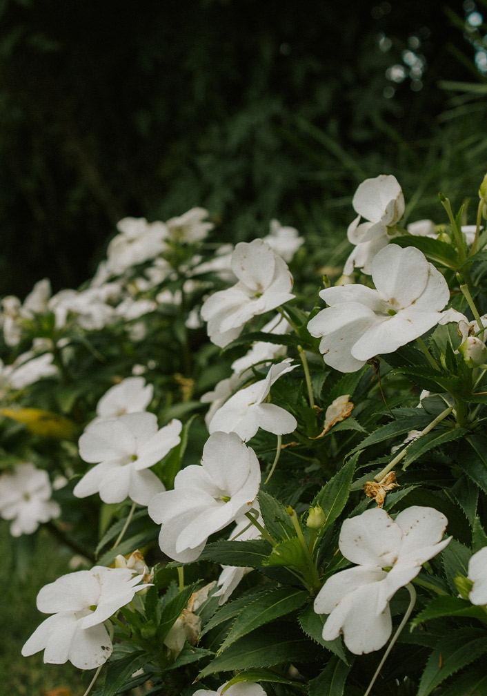 Foto dei fiori in giardino