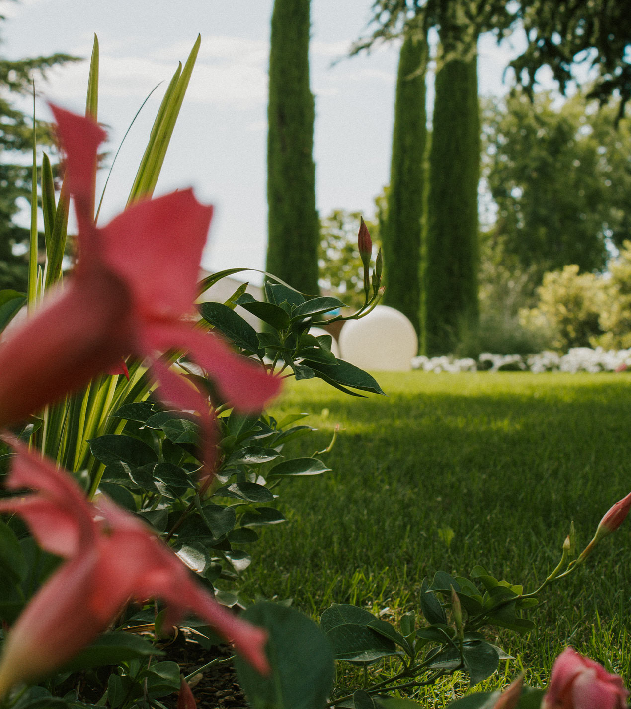 Foto dei fiori